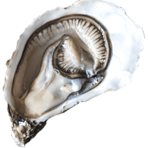 Coast Oysters<br>Gulf